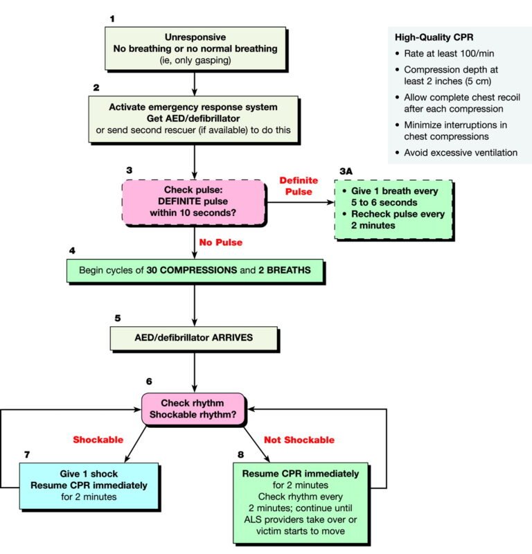adult bls algorithm infographic