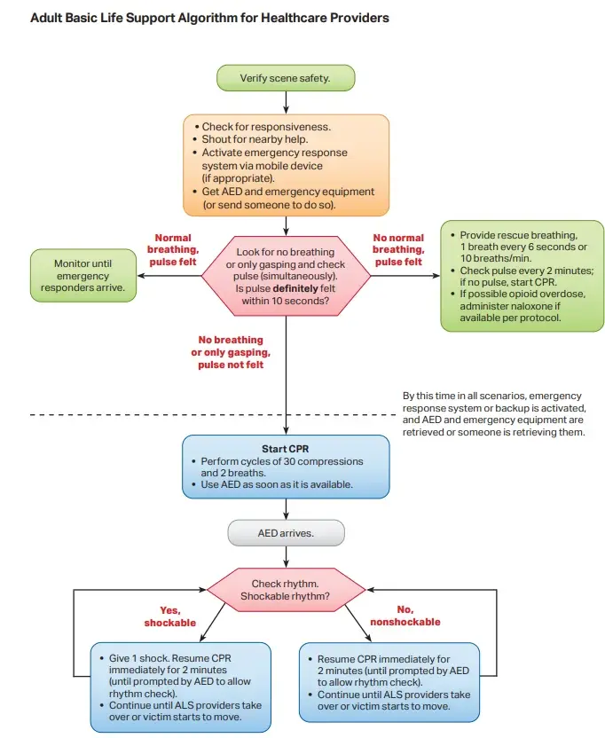 adult basic life support algorithm for healthcare providers bayside cpr