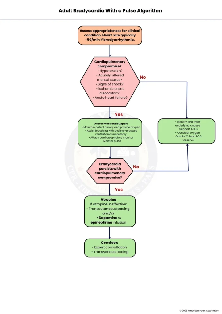 aha adult bradycardia algorithm bayside cpr